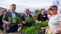 Bodrum Belediyesi, Atalık Terli Tohum Fidelerini Üreticilere Hibe Etti